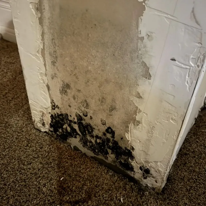 Professional Mold Removal in Harlan, KY